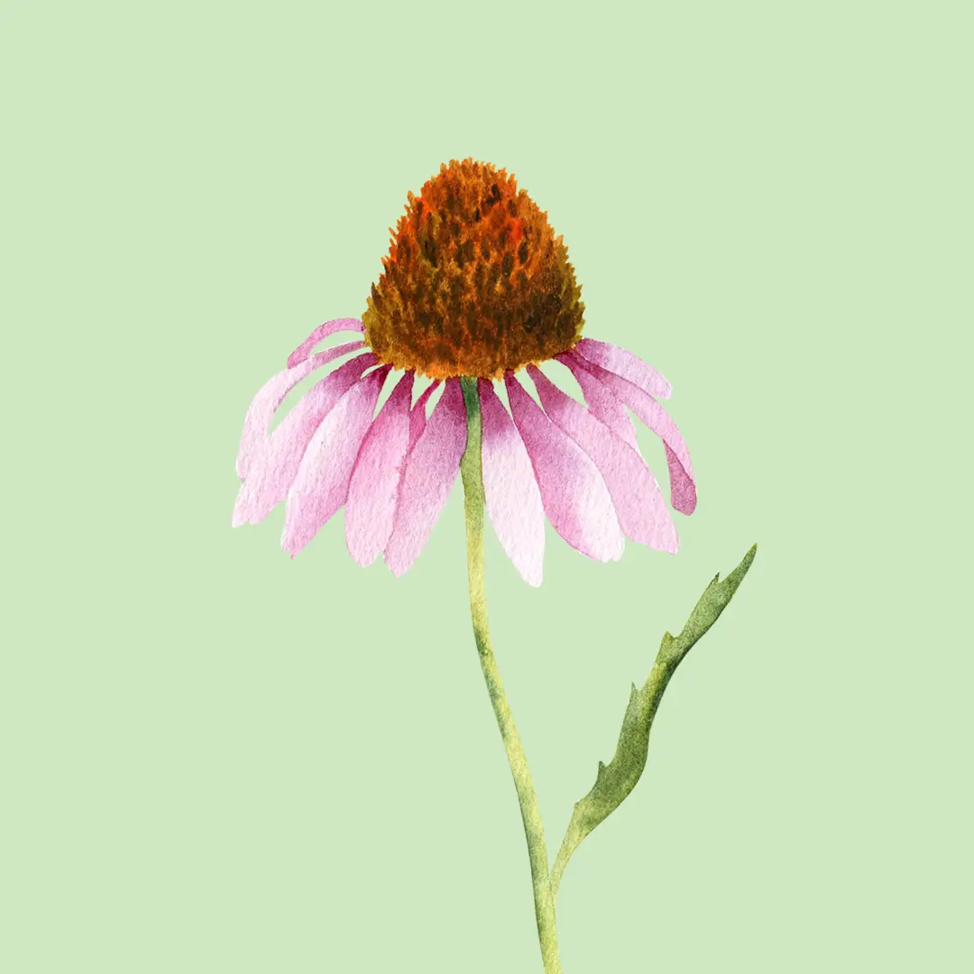 Herbal Wisdom for Families Bundle 11 Eva J.