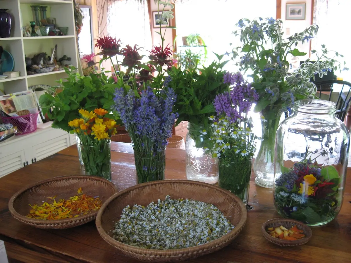 Nancy Scarzello Forest Bay Herbals