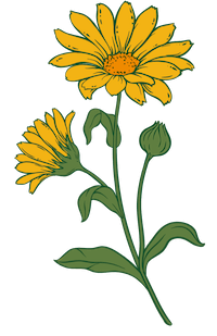calendula